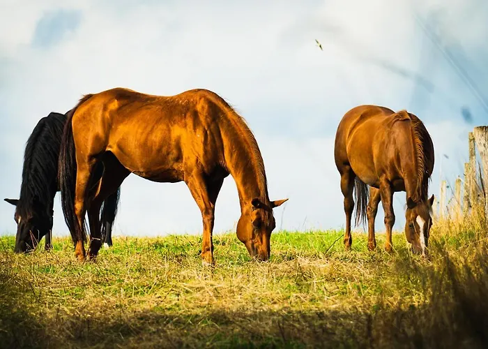 Freizeit- Und Rhön Feeling